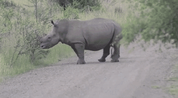 Gif animé bébé rhinocéros